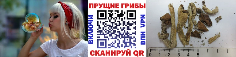 Псилоцибиновые грибы Psilocybine cubensis дарнет шоп Михайлов